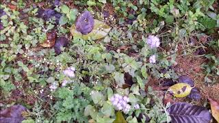 Poster raqeebon se habibon se