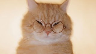 Poster  Montagem Miau Lyrics – Lenar x Leonardo P 