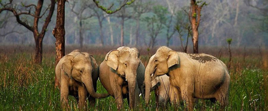 Best Places To Visit In Barpeta 5 Manas National Park