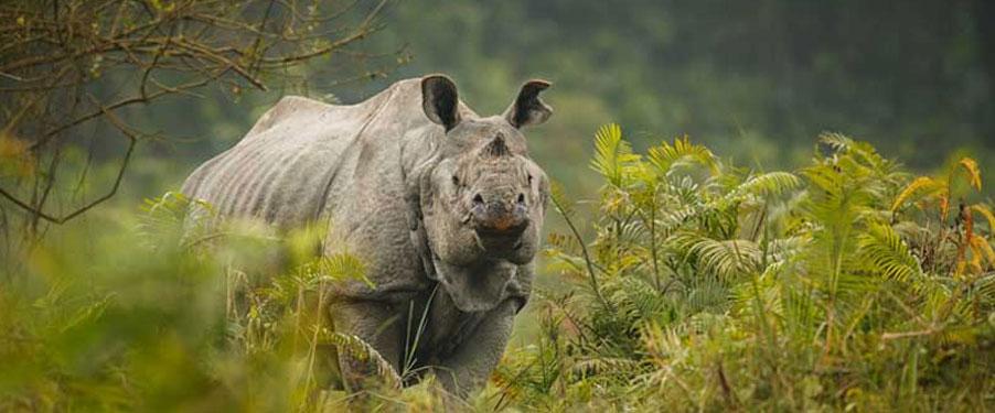 Best Places To Visit In Barpeta 4 Manas National Park