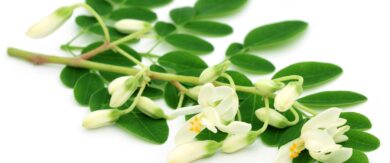 Superfood Moringa benefits. Dig deeper.