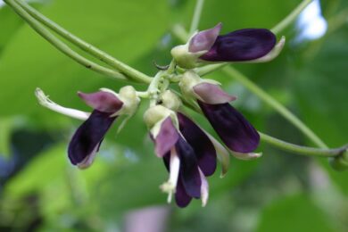 healthy benefits of muccuna
