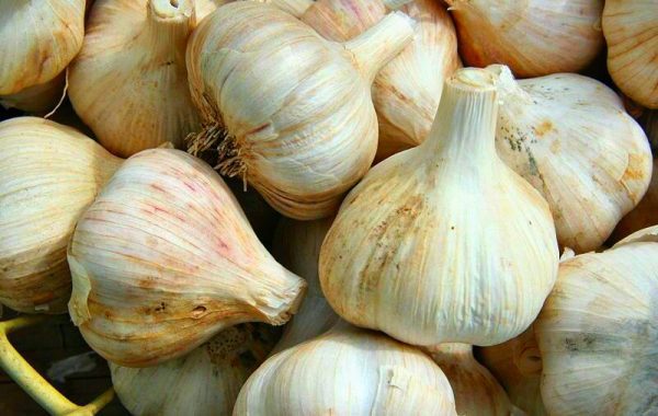 Five Health Benefits of Garlic