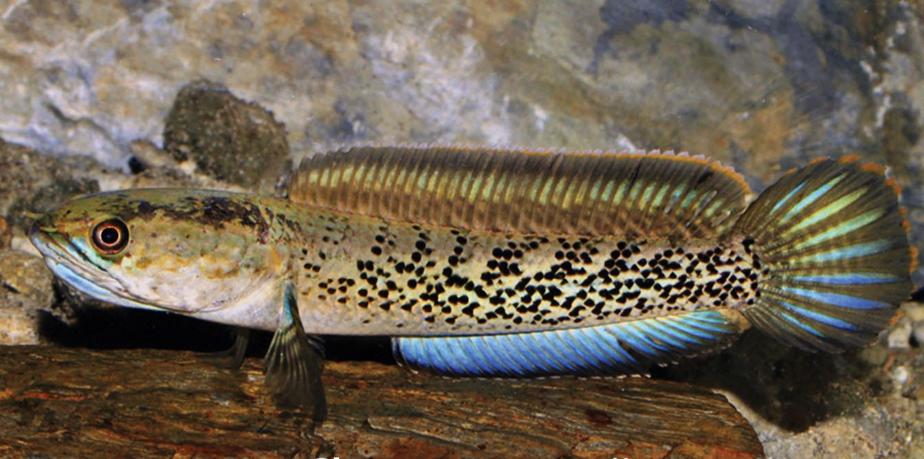 Local Fishes of Assam 9 Assamese Snakehead