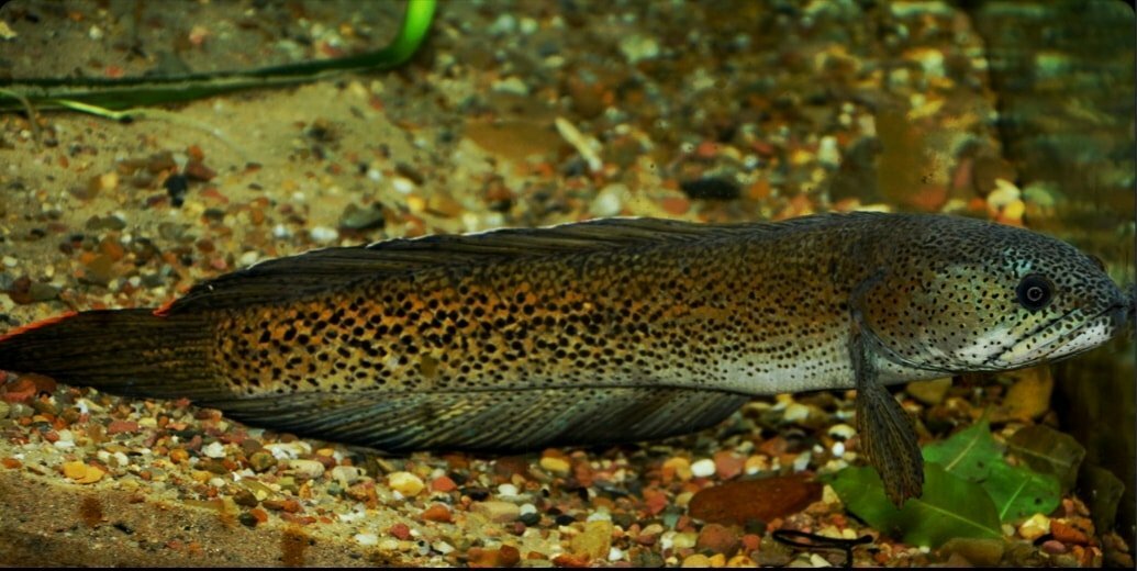 Local Fishes of Assam 10 Barca snakehead