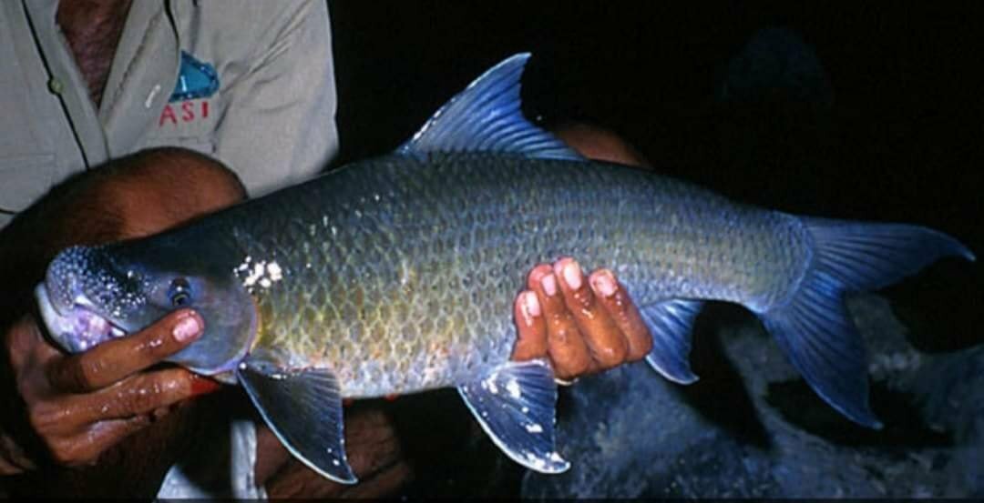 Brahmaputra Labeo