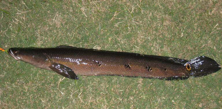 Bullseye Snakehead