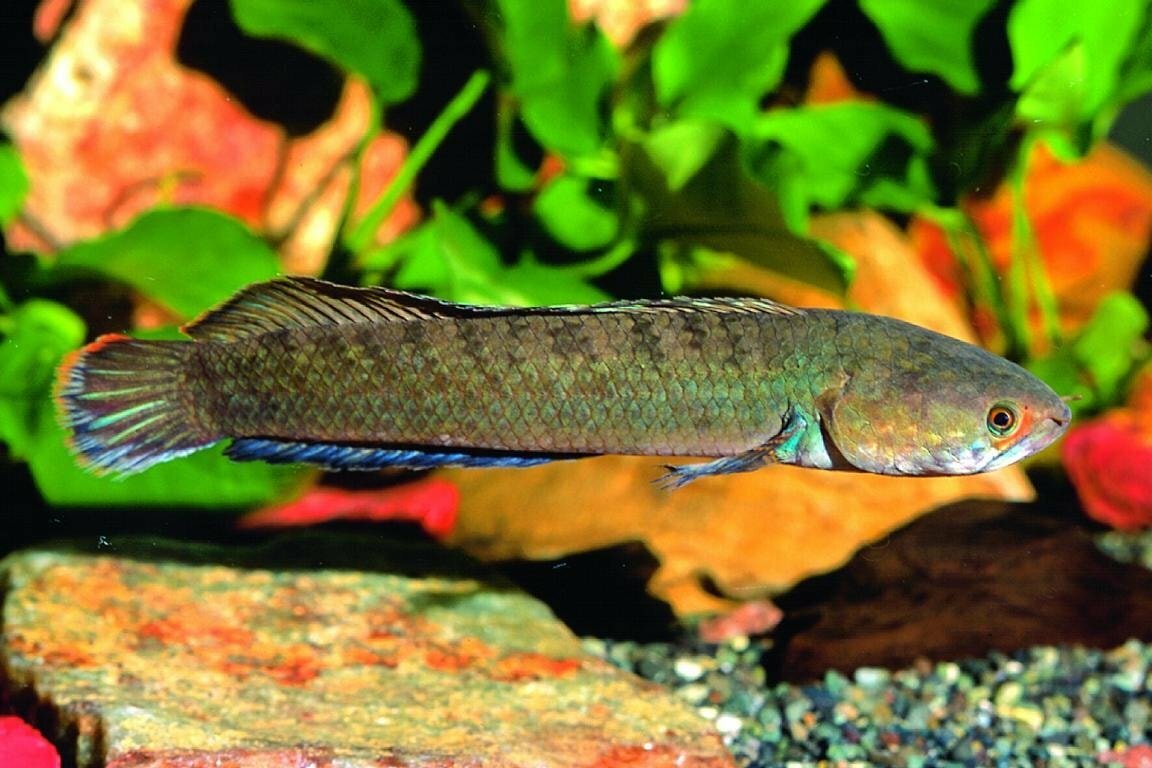 Ceylon snakehead