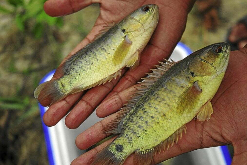 Local Fishes of Assam 5 Climbing perch