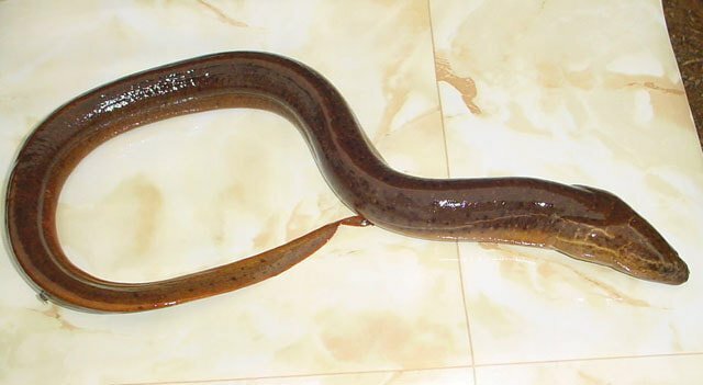 Local Fishes of Assam 42 Freshwater Eels
