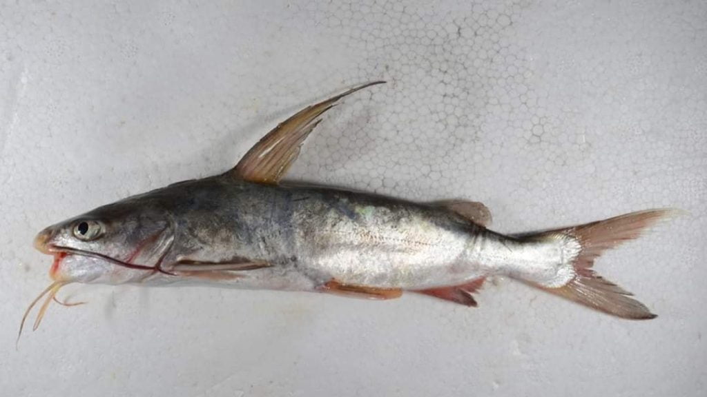 Local Fishes of Assam 16 Gagora catfish 1024x576 1