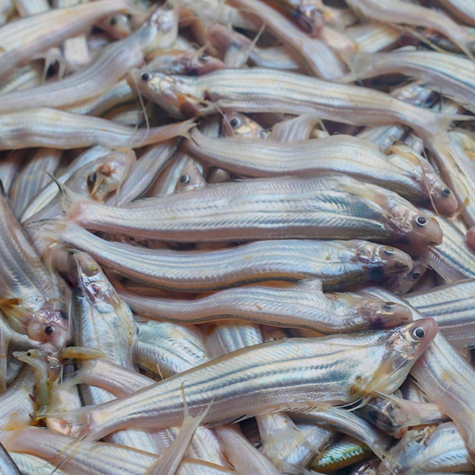 Local Fishes of Assam 36 Gangatic ailia