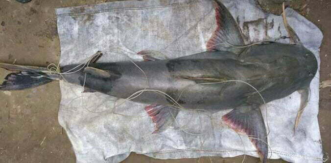Giant Devil Catfish
