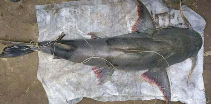 Local Fishes of Assam 19 Giant Devil Catfish