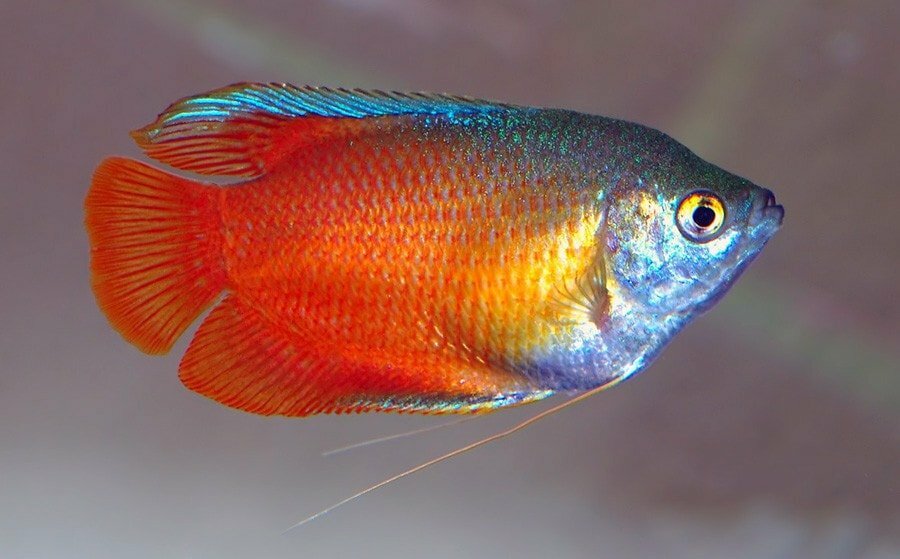 Honey gourami