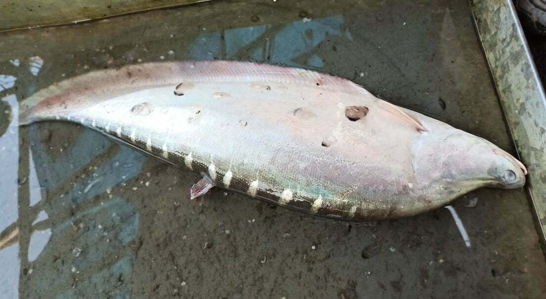 Local Fishes of Assam 39 Humped feather back
