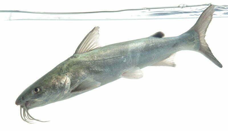 Long Whiskers Catfish