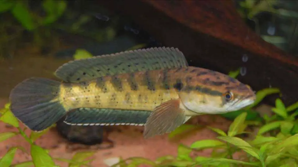 Spotted snakehead