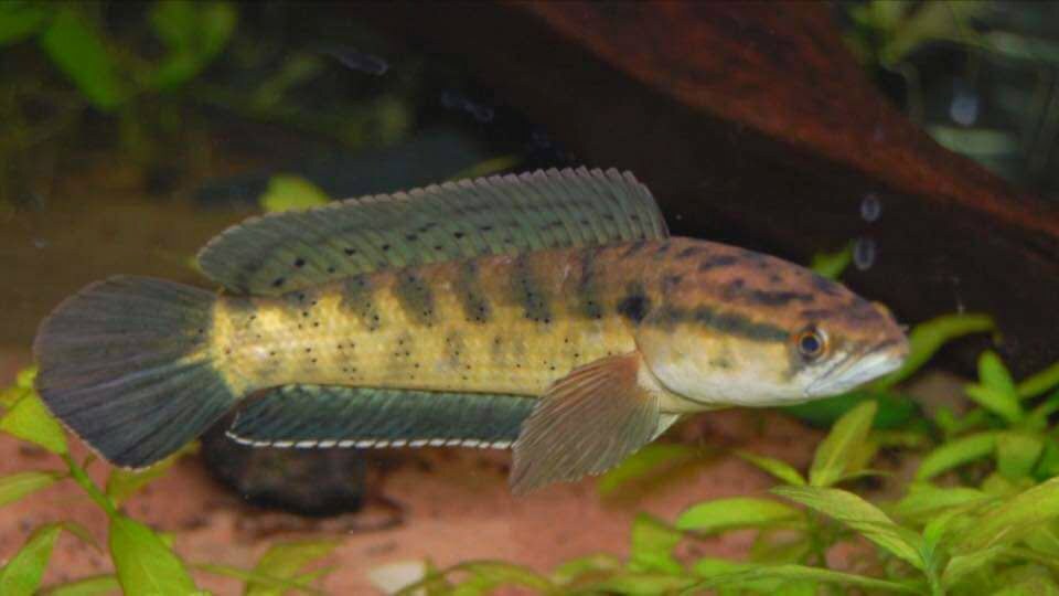 Local Fishes of Assam 8 Spotted snakehead