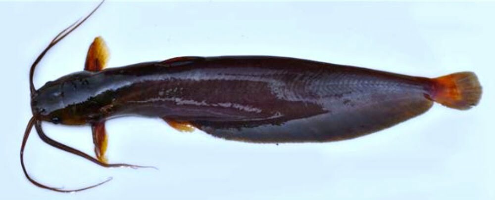 Local Fishes of Assam 13 Stinging catfish