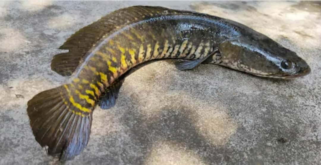 Local Fishes of Assam 12 Striped Snakehead