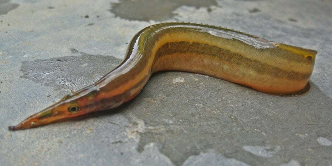 Striped Spiny eel