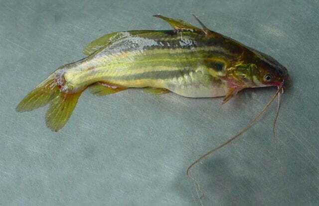Striped dwarf cat fish