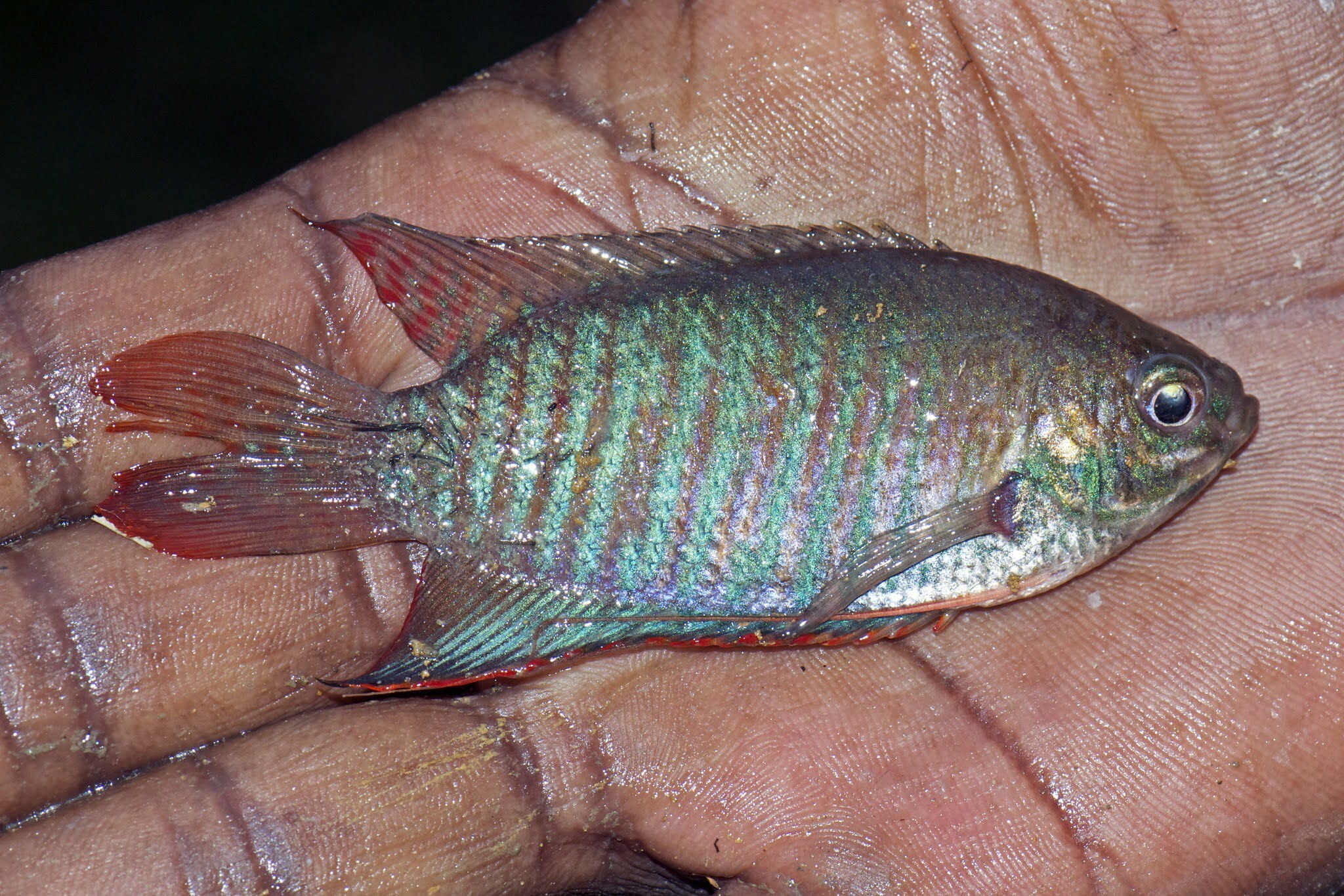 Local Fishes of Assam 3 Trichogaster Fasciata