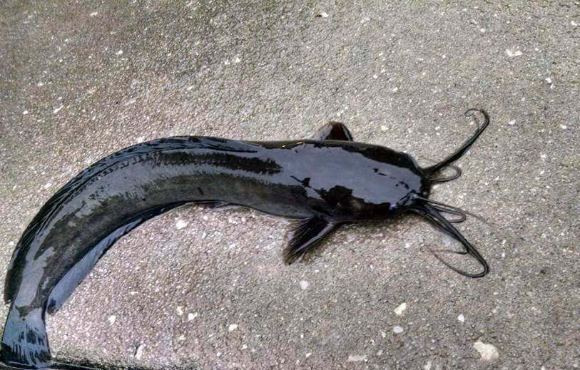 Walking Catfish