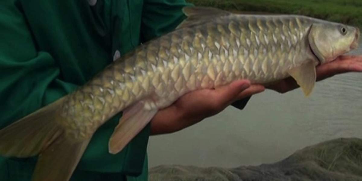 Local Fishes of Assam 37 golden mahseer