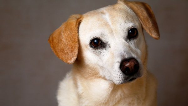 Only one dog is allowed, Ghaziabad issues guidelines for keeping pets