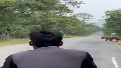 Tourists follow the tiger to take photos at MP Panna Tiger Reserve