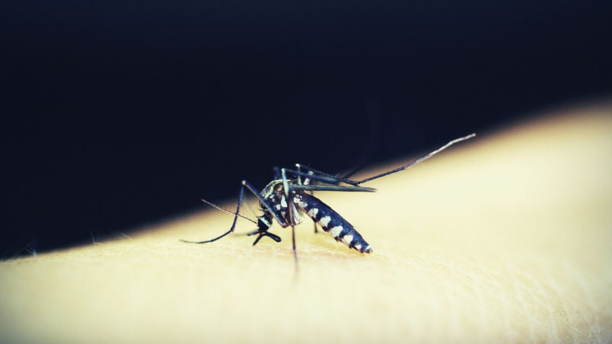 How To Win The War Against Malaria Using Focused Strategies