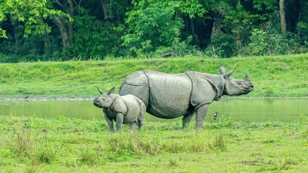 Kaziranga, Assam