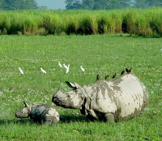 One Horned Rhino Assam