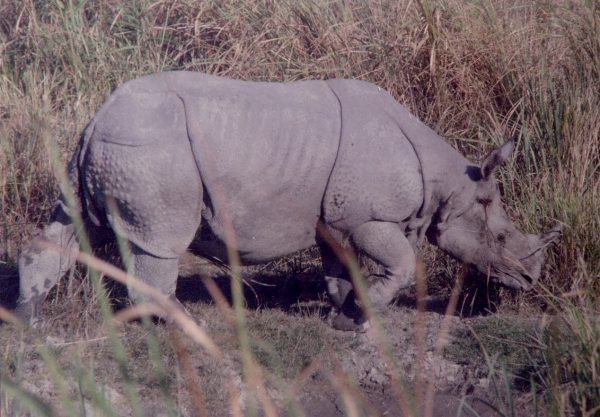 One Horned Rhino In Kaziranga National Park, Assam