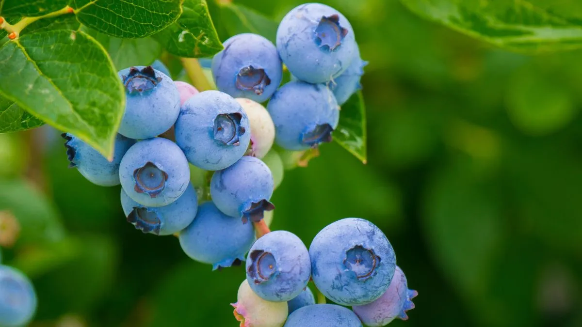 Blueberries are one of the most effective foods for helping you burn more fat
