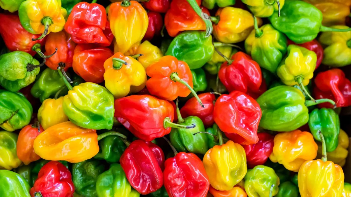 Chilies are not only a great source of flavor, but they can also help you burn more fat