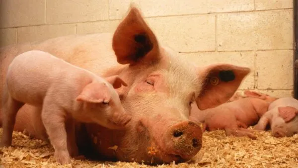 Pig Farming in India, Basic Steps and Information
