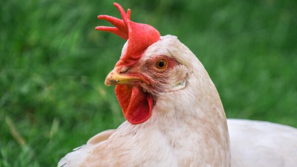 Poultry Farming Basic