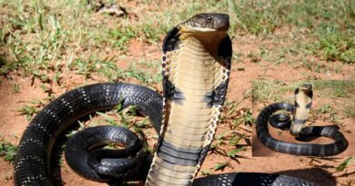 How to Identify Venomous Snakes Key Signs to Watch For